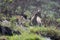 Kid of Nilgiri tahr Nilgiritragus hylocrius ungulate endemic to the Nilgiri Hills observed grazing on the slopes