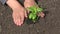 Kid Planting Seedling Vegetables, Child Hands in Agriculture Field, Girl Fingers Plants, Watering Seeds