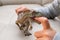 Kid playing an allosaurus toy and putting his finger inside the mouth