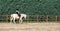 Kid riding white horse