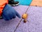 Kid`s hand in a glove pointing on a small snail and fallen yellow leaf on a purple covering of playground