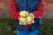 Kid`s hands hold an apple. Autumn. Fall.