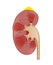 Kidney adrenal gland