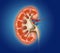 Kidney anatomy on blue background, medically illustration