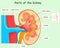 Kidney anatomy. Detail Parts , Nephron section diagram. Pistachio green illustration back