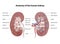 Kidney, Anatomy of the human urinary system, Cross Section. Shown are the renal artery, renal vein, ureter, upper calyx, lower