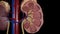 Kidney anatomy overview