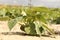 A kidney bean plant closeup in the fields