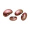 Kidney beans red brown seed. Vector color vintage hand drawn hatching illustration