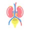 Kidney and bladder urinary system, internal organs anatomy body part nervous system