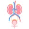 kidney and bladder urinary system, internal organs anatomy body part nervous system health care