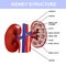 Kidney colorful poster, detailed diagram, cross section and urinary system