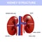 Kidney colorful poster, detailed diagram, cross section and urinary system