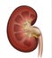 Kidney cross section detailed illustration