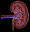Kidney - Cross Section in False Color