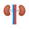 Kidney  flat icon, veins and arteries, human organ