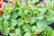 Kidney and flowers Mirabilis jalapa