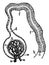 Kidney Glomerulus and Uriniferous Tubule, vintage illustration