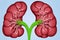 Kidney. Human kidney cross section. Menschliche Nieren. Human kidney Stones Medical Concept