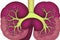 Kidney. Human kidney cross section. Menschliche Nieren. Human kidney Stones Medical Concept