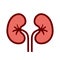 Kidney human organ vector icon