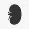 Kidney human renal vector icon isolated