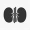 Kidney human renal vector icon isolated