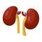 Kidney icon, health and human medical care