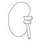 Kidney icon, outline style