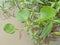 Kidney leaf mud plantain