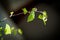 Kidney leaves of a spring birch macro on a black background