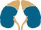 Kidney logo