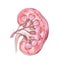 Kidney organ scheme isolated on white