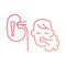 kidney problem, Symptoms, breathing problems, line gradient icons
