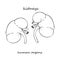 Kidney. Realistic hand-drawn icon of human internal organs. Line art. Sketch style. Design concept for your medical