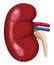 kidney realistic organ human