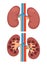 Kidney renal flat realistic icon. Human kidney anatomy vector organ icon