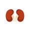 Kidney renal flat realistic icon. Human kidney vector organ icon.