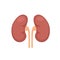 Kidney renal flat realistic icon. Human kidney vector organ icon. Anatomy urology or nephrology logo