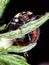 Kidney Spot Ladybird - Underside