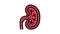 kidney stones color icon animation