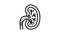 kidney stones line icon animation