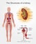 Kidney Structures. Health care education infographic. Vector design.