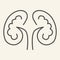 Kidney thin line icon. Kidneys symbol outline style pictogram on white background. Human urology system for mobile