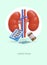 Kidney treatment. Pyelonephritis, urolithiasis, inflammation