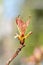 Kidney tree blossoming in the spring