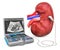 Kidney Ultrasound concept. Human kidney with medical ultrasound diagnostic machine, 3D rendering