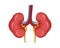 Kidney vector design. Realistic kidney anatomy pictures vector design