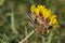 Kidney Vetch