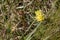 Kidney Vetch Anthyllis vulneraria flowering by the coast in Cornwall